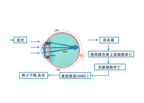 Introduction of anti-blue light protective film